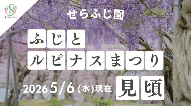 【広島／世羅】ふじが見ごろを迎えています　ふじとルピナスまつり《せらふじ園》時の流れが創り出す　優しさの花園　株式会社 世羅高原農場

