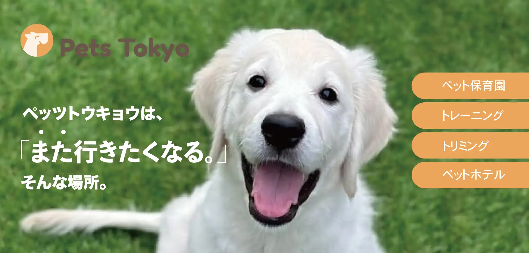 【Pets Tokyo豪徳寺1号店】Trick or Treat おやつ詰め放題を開催します！＼ 制限時間は30秒 ／オリジナルおやつをお箸で詰め放題　Lehman Hodings