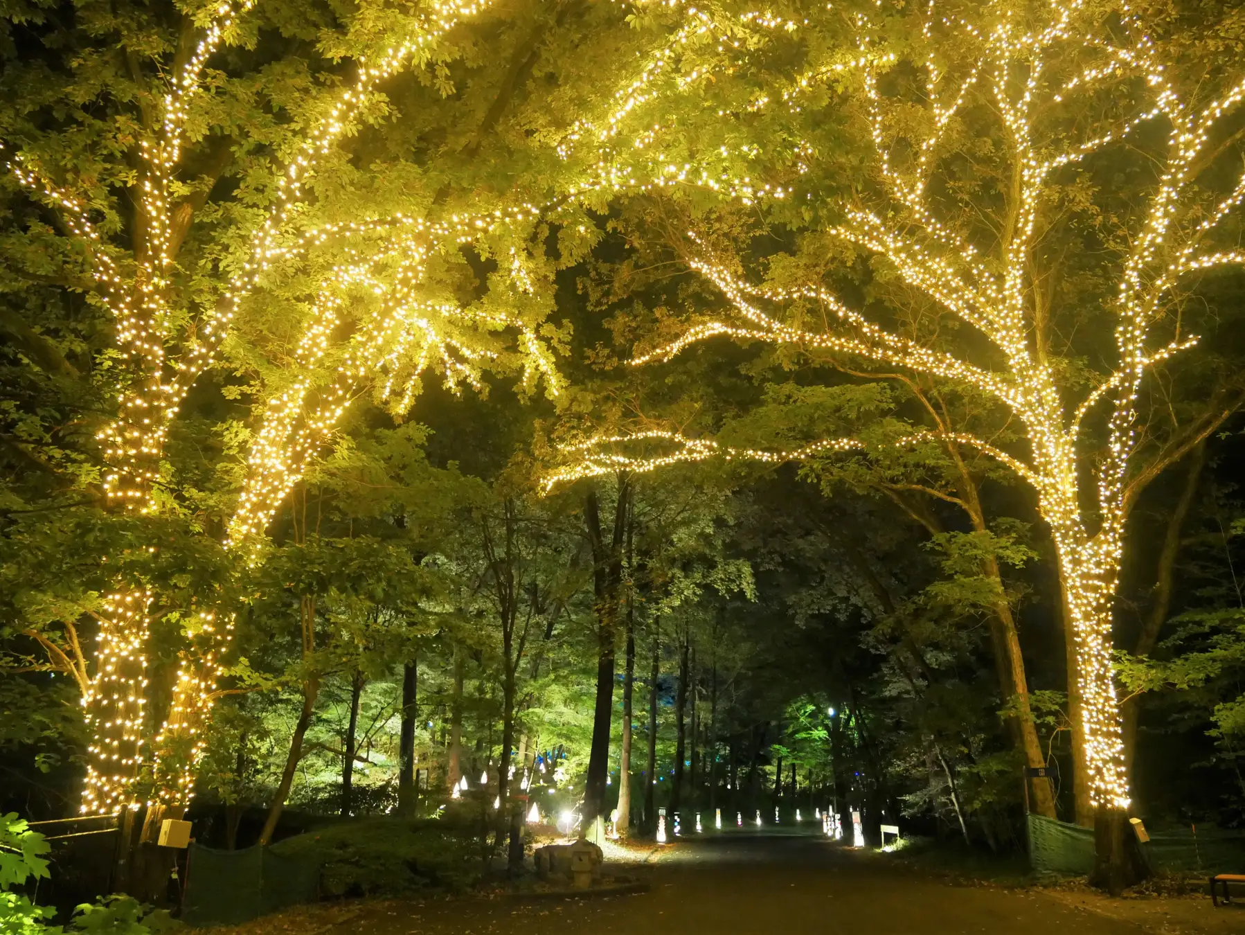 約55万球のイルミネーション「森のハロウィンナイト」開催（国営武蔵丘陵森林公園）都会とはひと味ちがう輝き。夜の森が魔法に包まれます。一般財団法人 公園財団　Parks Japan.F