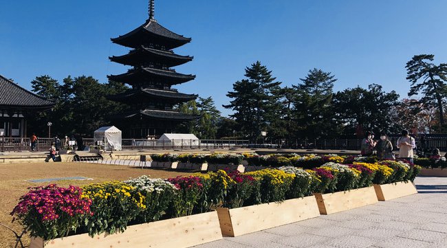 姫路城を花のオブジェで装飾します！フラワーライフ振興協議会 花のオブジェを利用した、姫路城の装飾 午前９時～午後４時 令和3年2月20日(土)～21日(日)