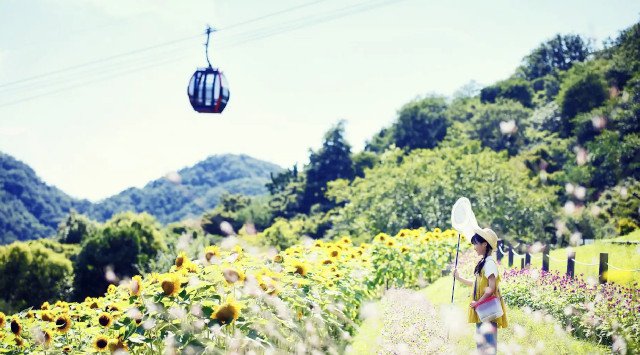 神戸布引ハーブ園”で「きっと忘れない夏　Garden Fest 2022-Summer-」がスタート。夏は全日ナイター営業。昼は「ひまわり」、夜は「夜景×イルミネーション」とイベント盛りだくさんです。