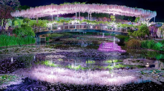 あしかがフラワーパークの大藤が、観測史上最も早い開花により『大藤まつり2023』繰り上げ開催を決定！『ふじのはな物語～大藤まつり2023～』2023.4.12（水）～2023.5.14（日）開催
