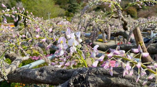あしかがフラワーパークの大藤が、観測史上最も早い開花により『大藤まつり2023』繰り上げ開催を決定！『ふじのはな物語～大藤まつり2023～』2023.4.12（水）～2023.5.14（日）開催