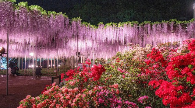 あしかがフラワーパークの大藤が、観測史上最も早い開花により『大藤まつり2023』繰り上げ開催を決定！『ふじのはな物語～大藤まつり2023～』2023.4.12（水）～2023.5.14（日）開催