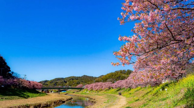 伊豆半島の観光情報を集めたポータルサイト「伊豆半島観光情報」がリニューアル！株式会社サイトプラス