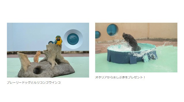 【横浜・八景島シーパラダイス】昼は“涼”を感じながら、夜は“特別感”あふれるシーパラならではの夏イベント！『夏パラ！水あそび＆夜あそび』【２０２５年７月１９日（土）～８月３１日（日）】
