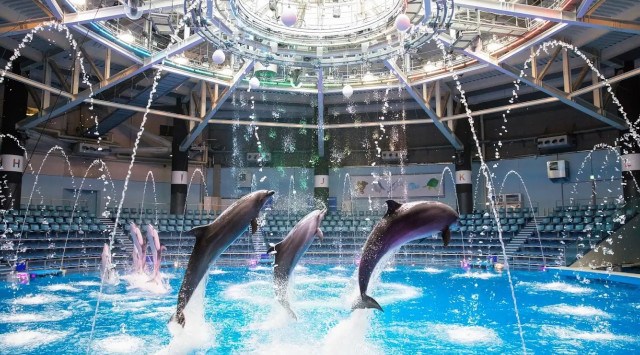 【マクセル アクアパーク品川】各日６００名さま限定！涼しく、快適な水族館内で楽しむ夏祭り。閉館後の水族館で、２夜限定開催！『品川花火まつり』【２０２５年８月２３日（土）・２４日（日）】